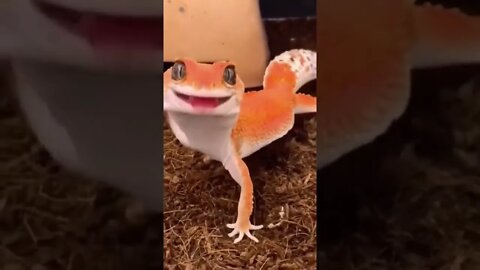 the gecko smile