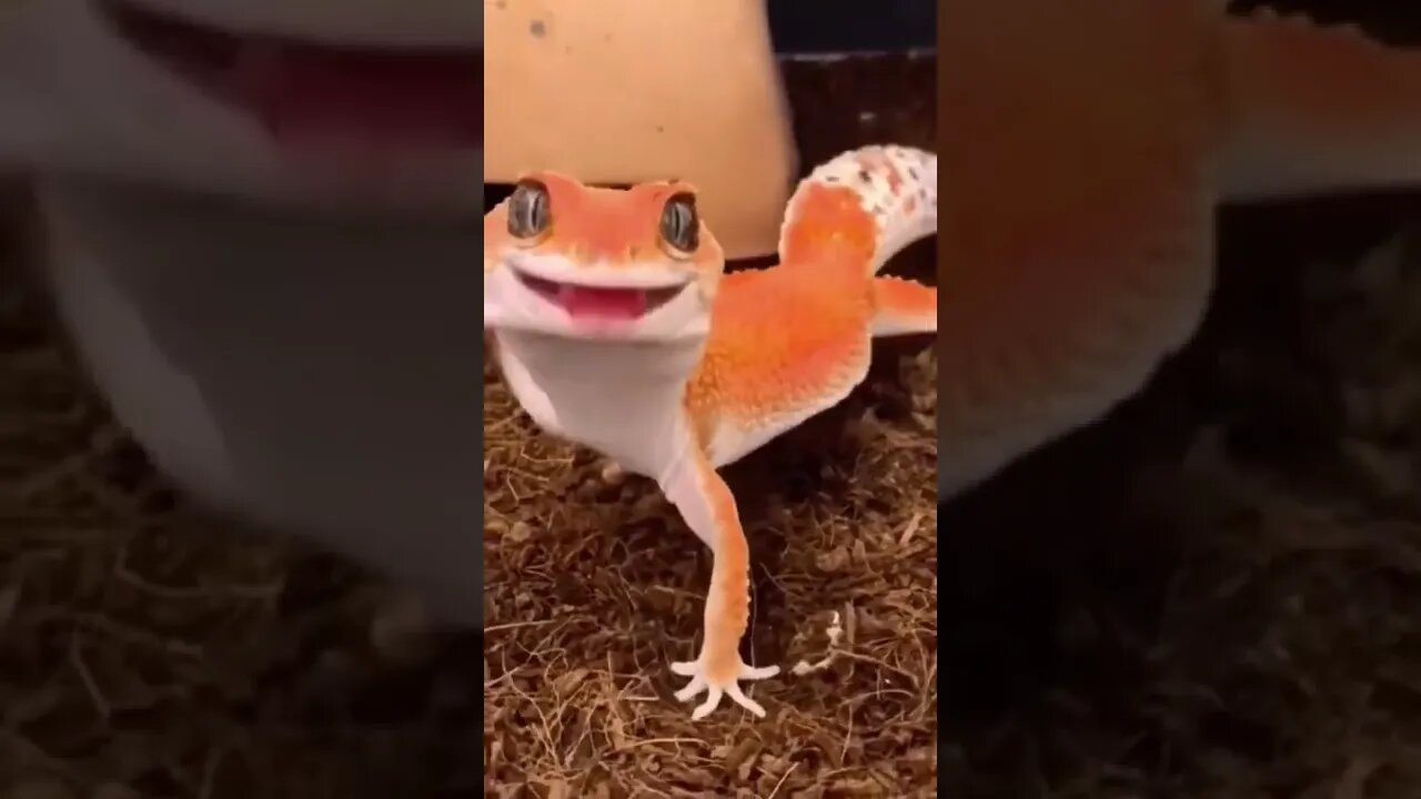 the gecko smile