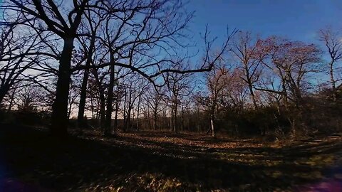 FPV Cruise through the trees