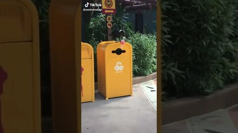 Birds picking up rubbish