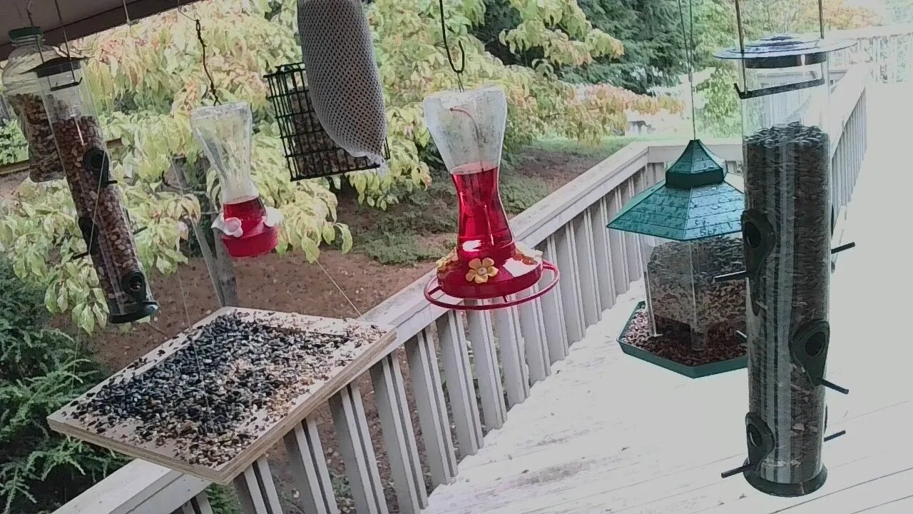 Live Sept 22 2021 Bird Feeder in Asheville NC. In the mountains