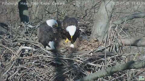 Hays Eagles Mom and Dad listening to Egg 2021 03 21 11:43AM