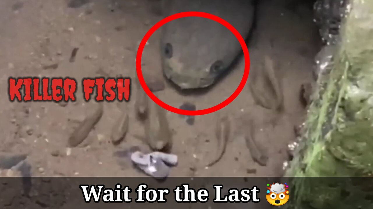 KILLER FISH capture in camera 😱 | Dangerous Fish on hunt