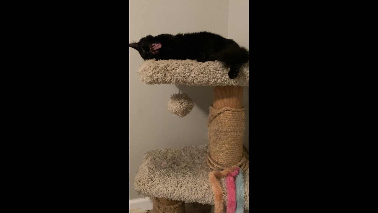 I like to sleep on the cat tree!