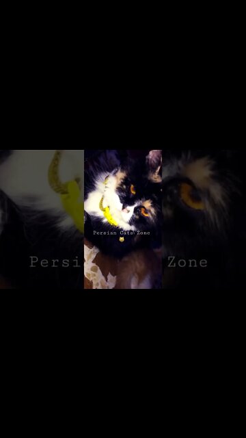 #persiancats #cutecat #shorts #youtubeshorts #kittens #cat #youtubeshorts #catoftheday ##catlover