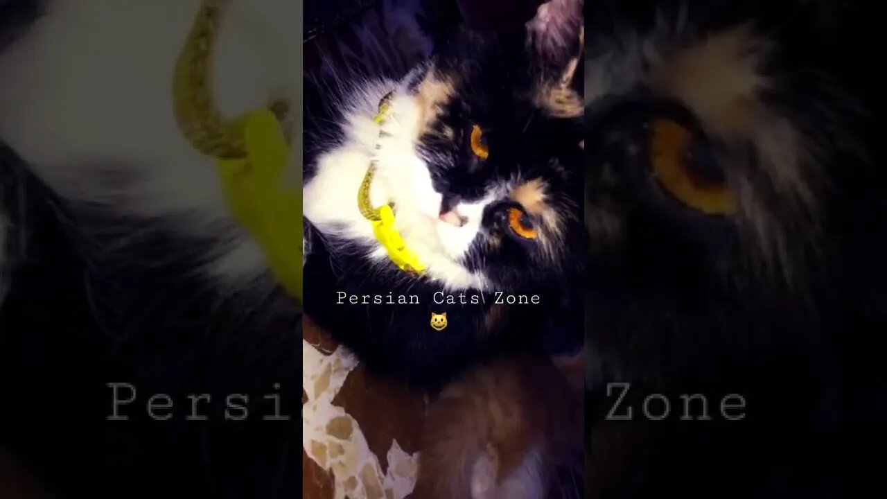 #persiancats #cutecat #shorts #youtubeshorts #kittens #cat #youtubeshorts #catoftheday ##catlover