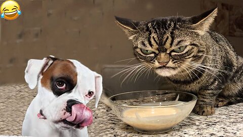 Funny animals - Funny cats / dogs - Funny animal videos