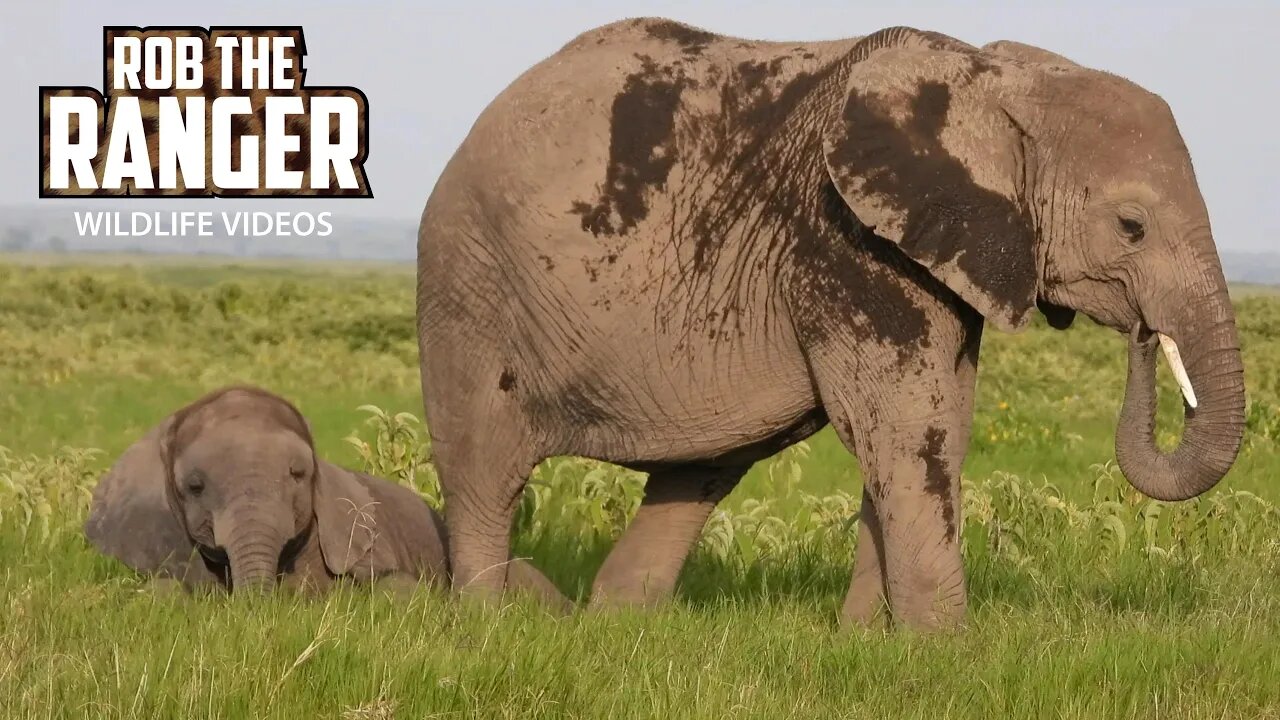 Sleeping Elephant Calf Rudely Awakened In Amboseli | Zebra Plains Safari