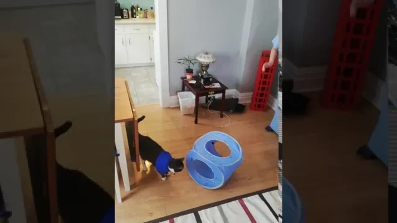 He's not going for it Chewie!