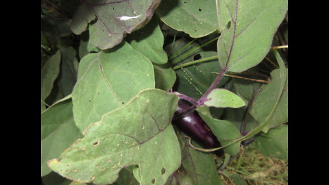 A Berry By Botanical Definition Eggplant Fruit Oct 2021