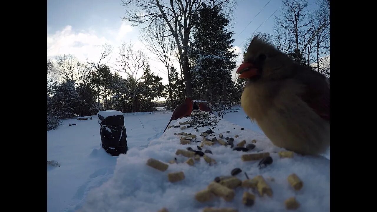 Bird Feeding Day 2 of TX snow storm