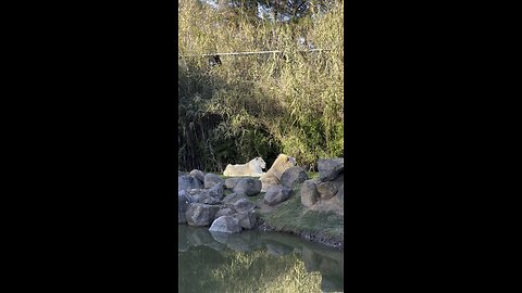 White lion and lioness