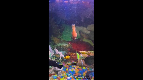 My orange molly fish die 😢😔😔