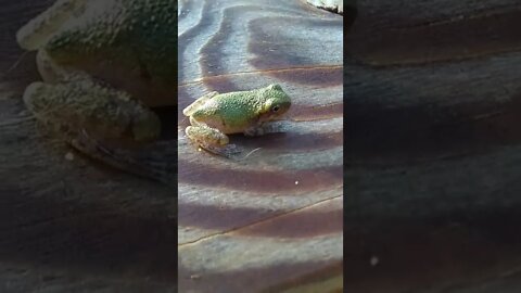 the tiniest frog I've ever seen returns!