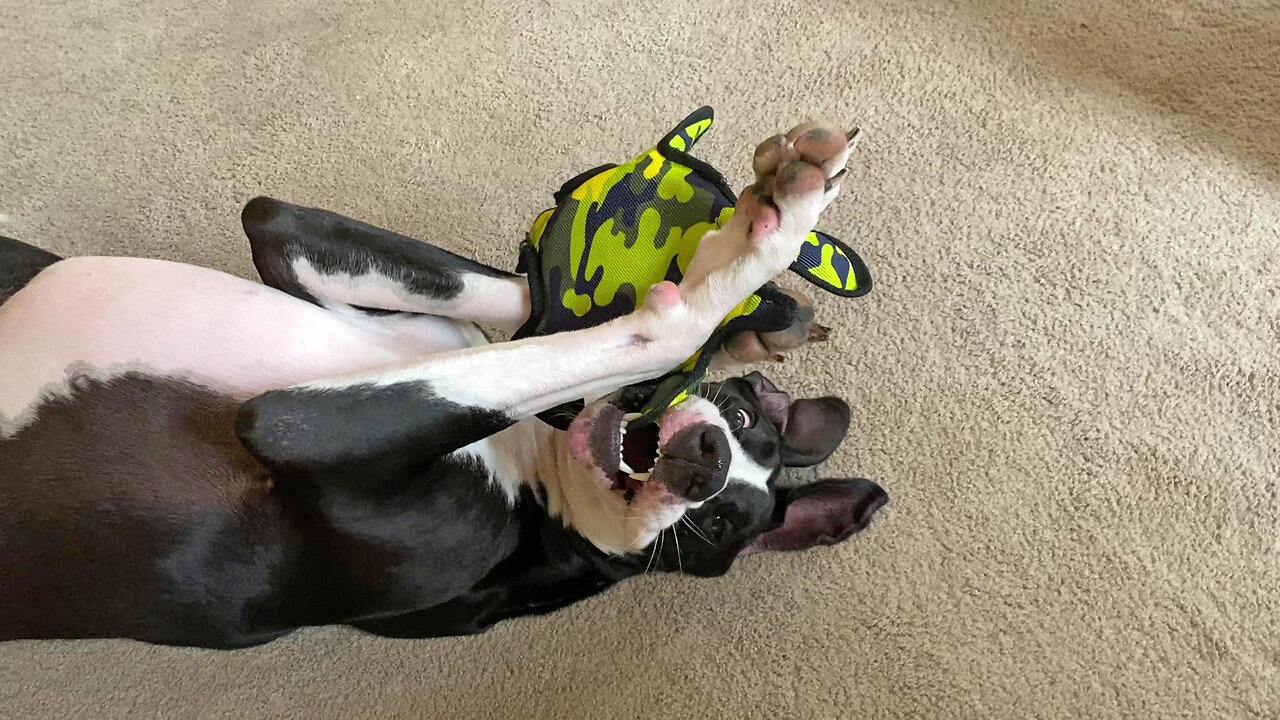 Funny Great Dane Loves Chewing Her Toy While Upside Down