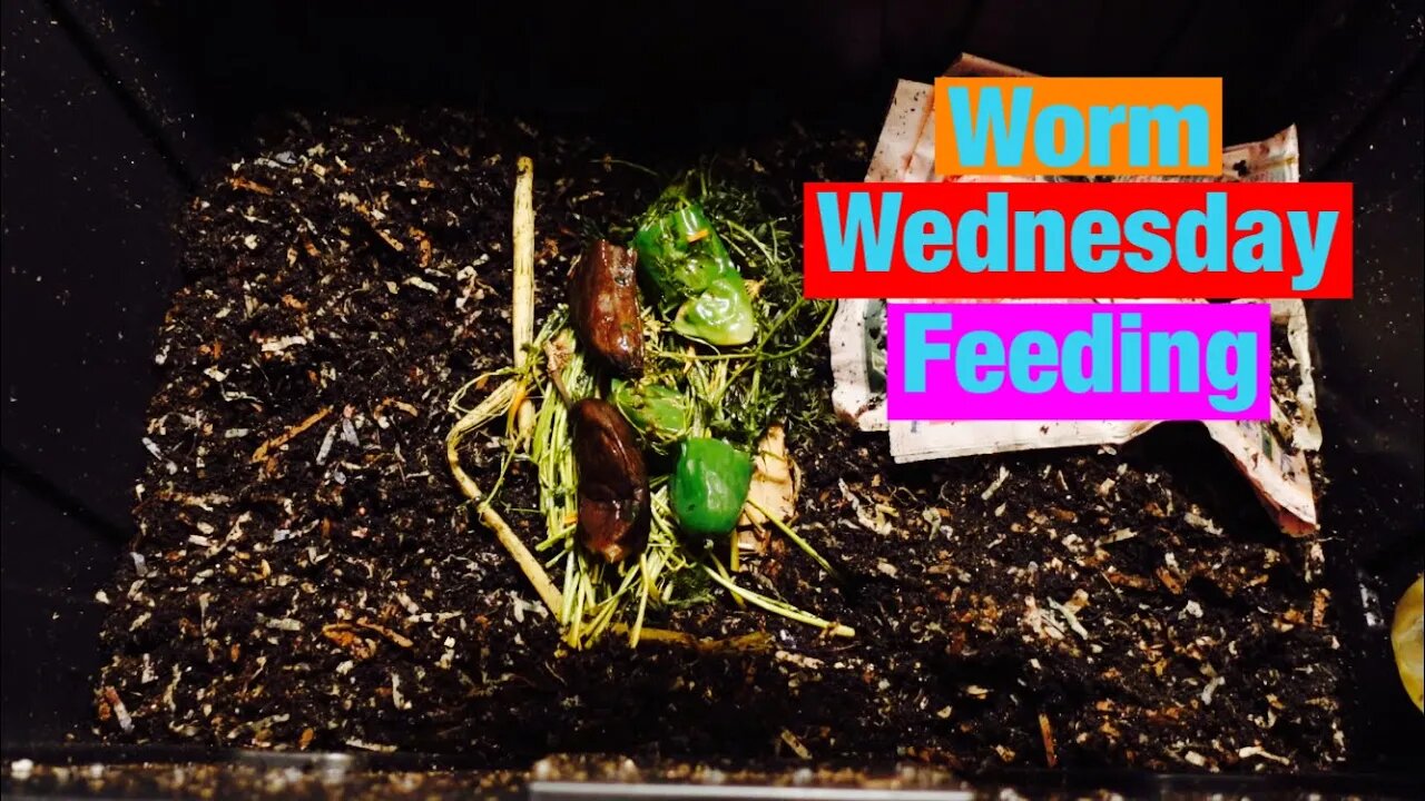 1/5/2022 Worm Wednesday Feeding