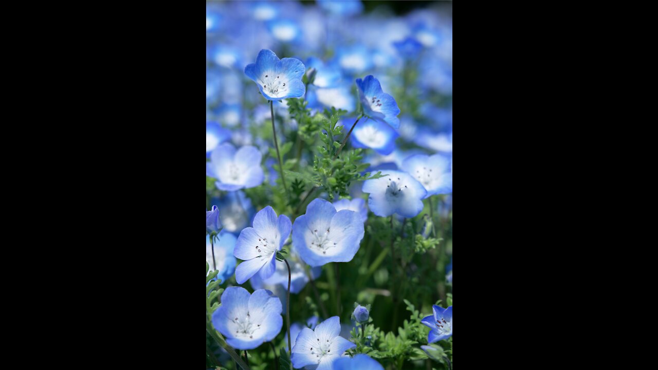 Baby blue eyes flowers