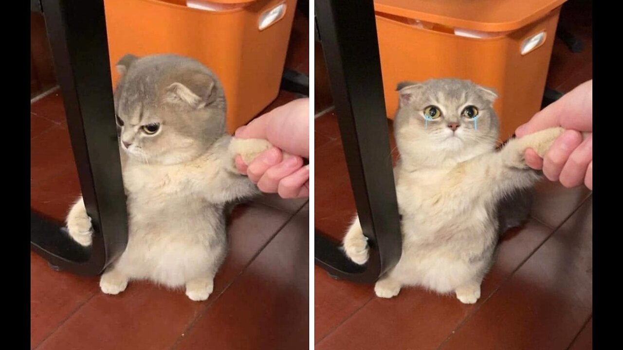 Funny animals - Funny cats
