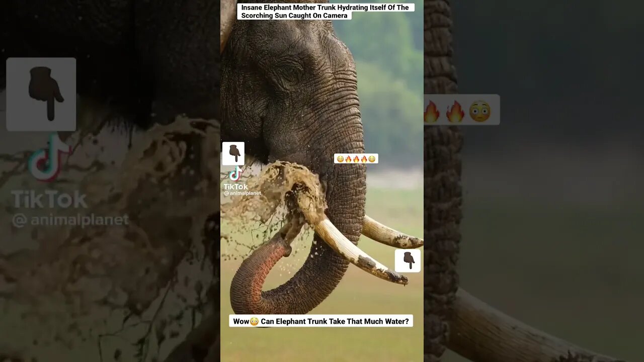 Insane Elephant Mother Trunk Hydrating Itself Of The Scorching Sun Caught On Camera #shorts #animals