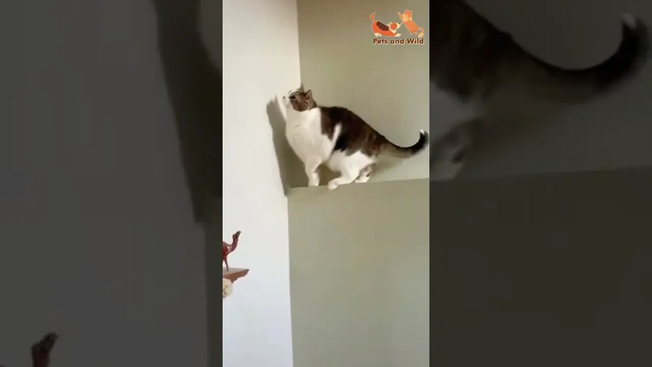 My Funny Cat's Video: A Collection of Hilarious Clips of My Cat Doing Silly Things #Petsandwild