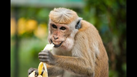 The crazy monkey eats his meal in a funny way