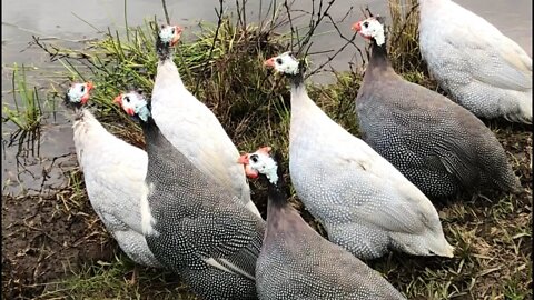 Took the guinea fowl down to the creek. Long review of all the animals: geese, ducks, chickens