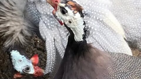 Guinea fowl very busy telling me their news