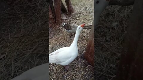 Geese protecting the ducklings again