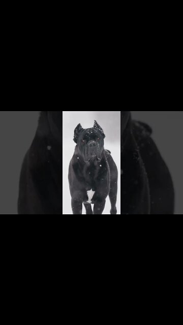 Cane Corsos Best Friend #shorts #puppy