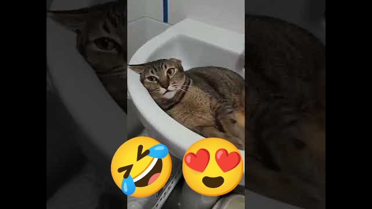 Trending Cute Cats Funny Reels😂