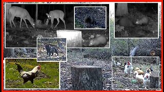 Everyone wants to be a Star!