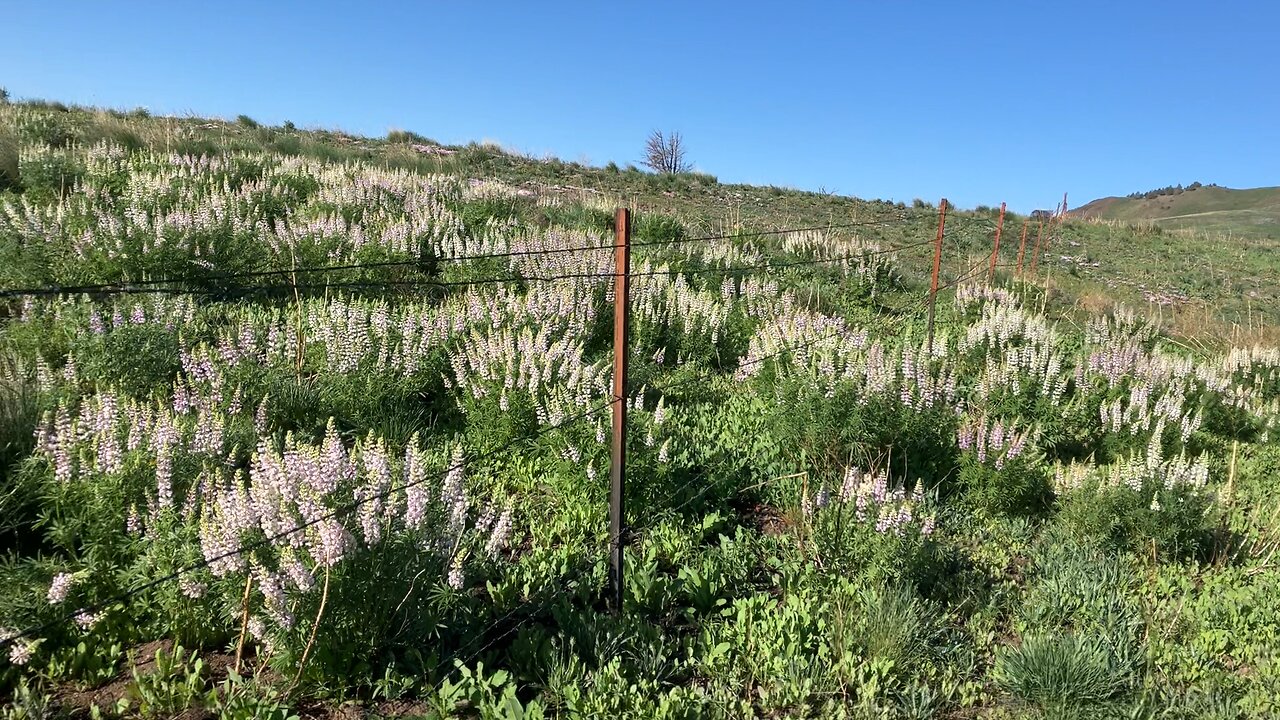 Fence Tip: Livestock Fence Design with Regards to Wildlife