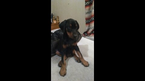 Doberman puppy play