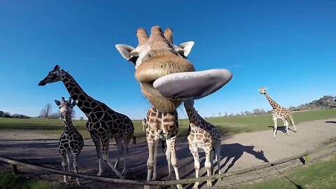 FUNNIEST Exotic Animals Best Dogs Compilation | Funniest Dogs | The Pets Collective
