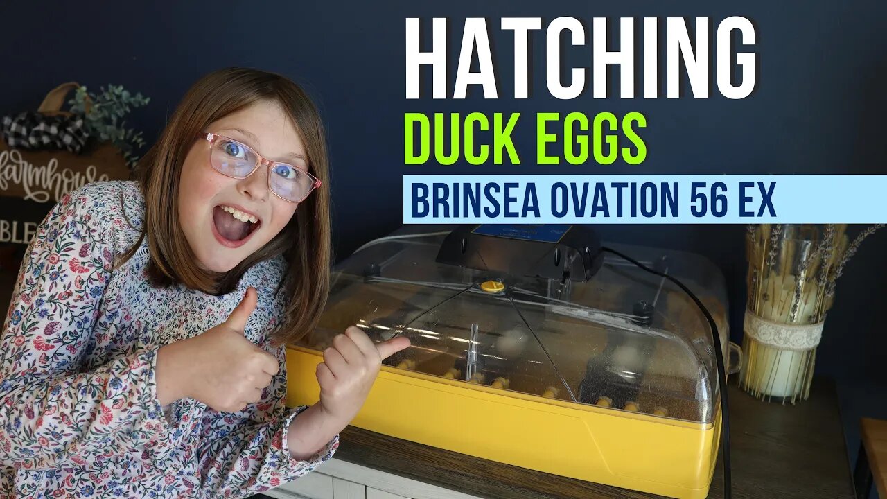 Hatching Duck Eggs: Brinsea Ovation 56 EX Review and Setup