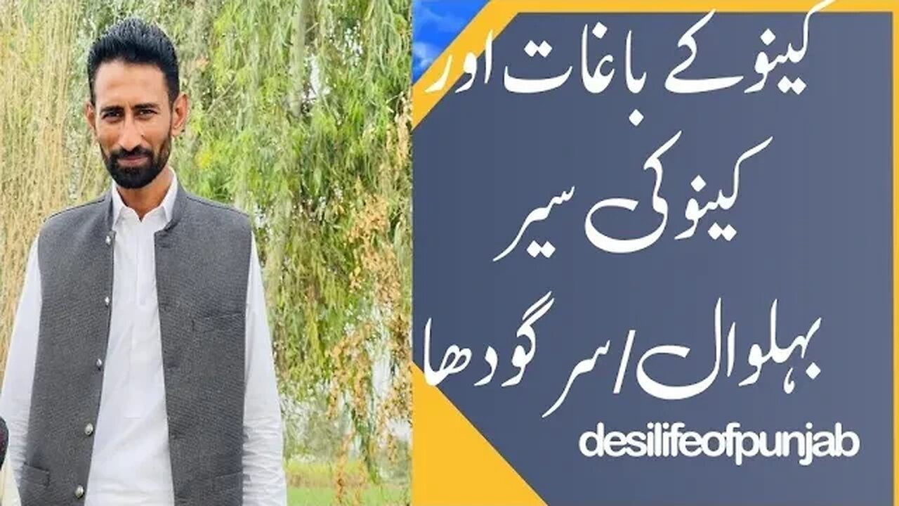 کینو کے باغات اور کینو کی موجودہ صورتحال