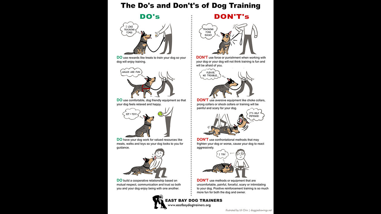 Dog 🐕 full training