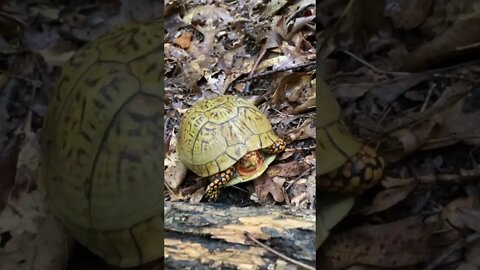 Beautiful GINGER TURTLE