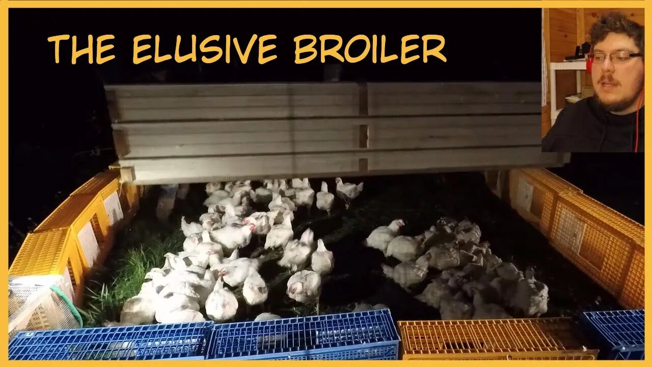 The EASIEST way to CATCH CHICKENS for processing. Catching 150 chickens in a Joel Salatin shelter.