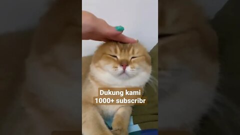 dukung kami 1000+ subscriber