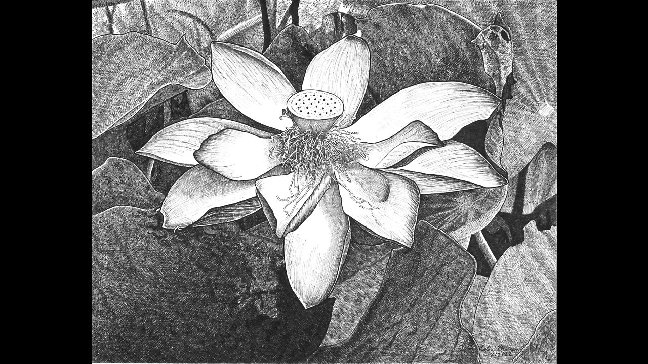 Cross-Hatching Demonstration: Lotus