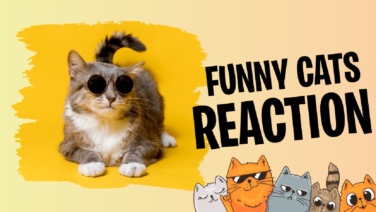 "Cat Comedy : Hilarious Feline Fights You Won't Believe!"