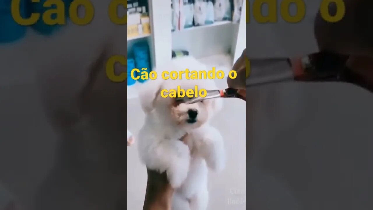 cão cortando o cabelo #shorts