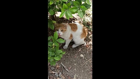 A cute and beautiful cat is resting