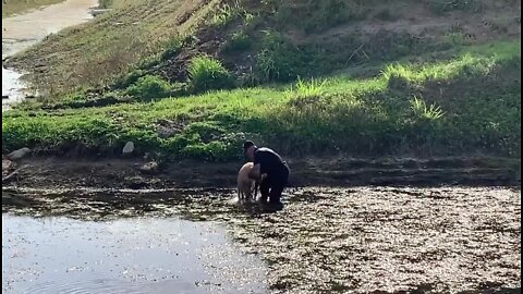 Dog reunited with owner after being found stuck in mud in Florida canal