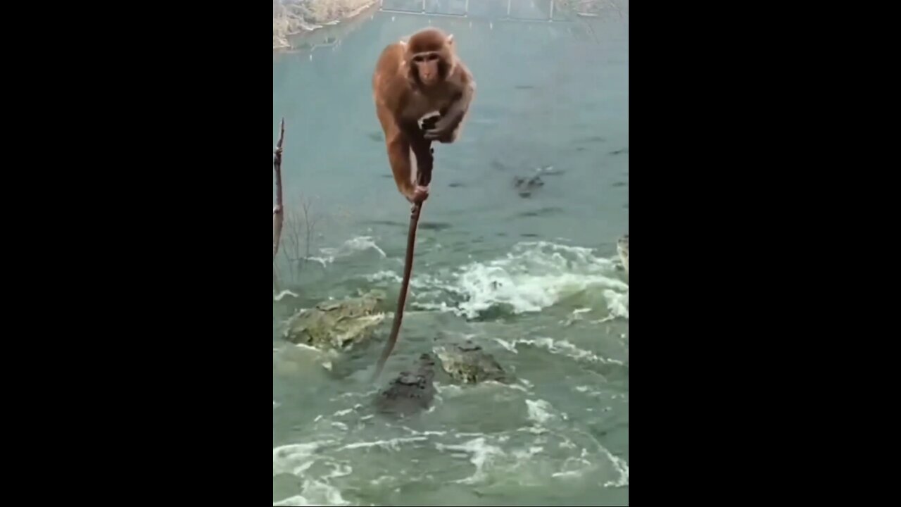 the monkey got stuck in the sea