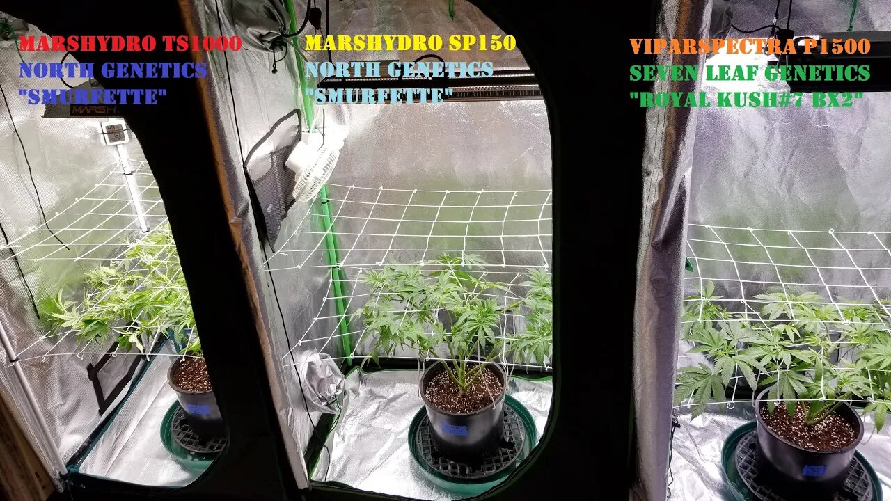 MarsHydro Viparspectra 👽 North Genetics / 🍍 Seven Leaf Genetics / Seed Project Finale! 👩🦰👩🦱👱♀️