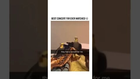 🔊🎼🎼🎶🎵 🦜 #shortsvideo #shorts #fyp #funny #parrot