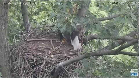 Hays Eagles Mom and Dad planning nestorations this morning 2020 07 20 08 35 24 457