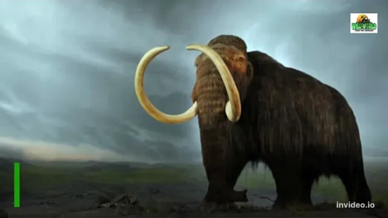 woolly mammoth